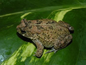 Media type: image;   Herpetology A-148091 Aspect: lateral